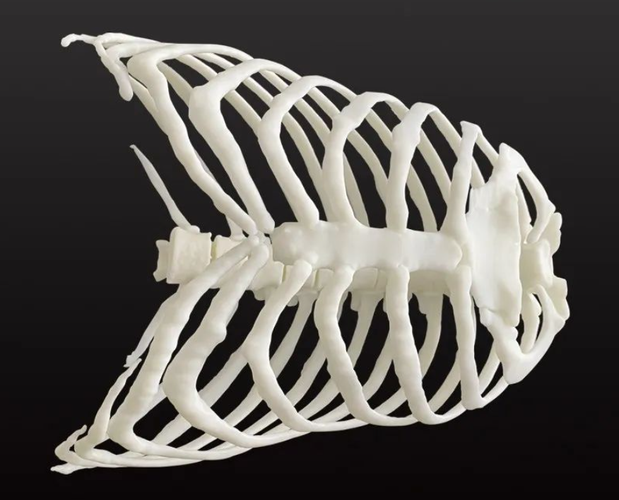 科學家3D打印出珊瑚仿生骨移植替代品，僅需2-4周即可長出新骨 image