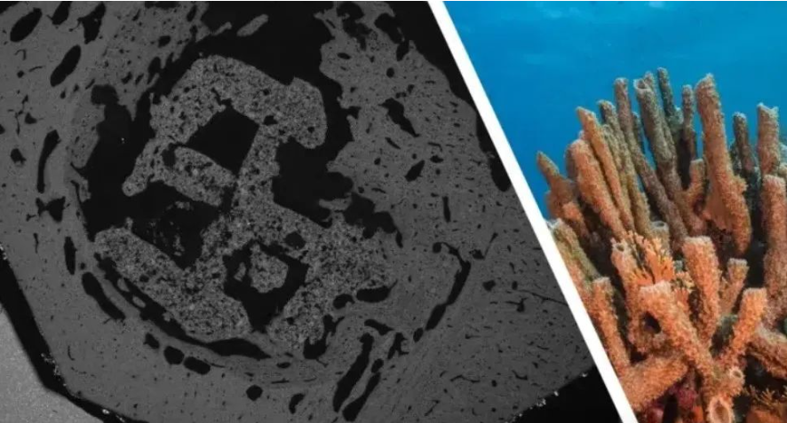 科學家3D打印出珊瑚仿生骨移植替代品，僅需2-4周即可長出新骨 image