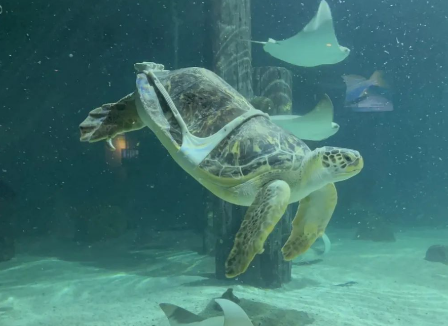 一只名叫夏洛特的海龜借助3D打印背帶再次獲得游泳能力 image