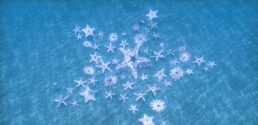 邁阿密海灘迎來60英尺星狀混凝土3D打印礁石 image