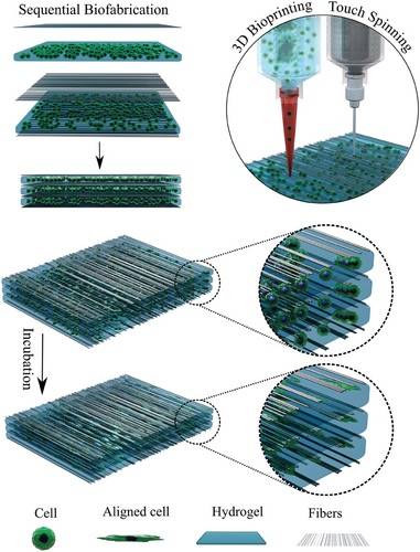 將水凝膠和纖維結(jié)合，開發(fā)用于組織再生的3D打印技術(shù) 